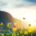 The Legacy of Color: Mountain meadow with butterflies.