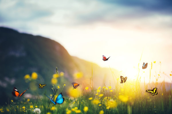 The Legacy of Color: Mountain meadow with butterflies.