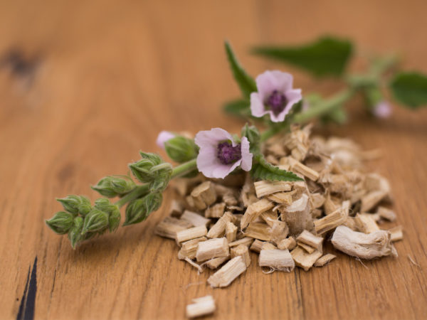 Marshmallow Root Benefits? | Herbs &amp; Remedies | Andrew Weil, M.D.
