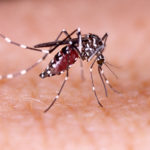 6 Ways To Minimize Mosquito Bites This Summer