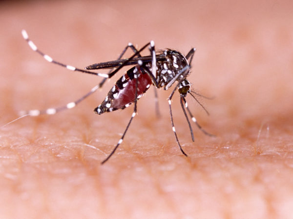 6 Ways To Minimize Mosquito Bites This Summer
