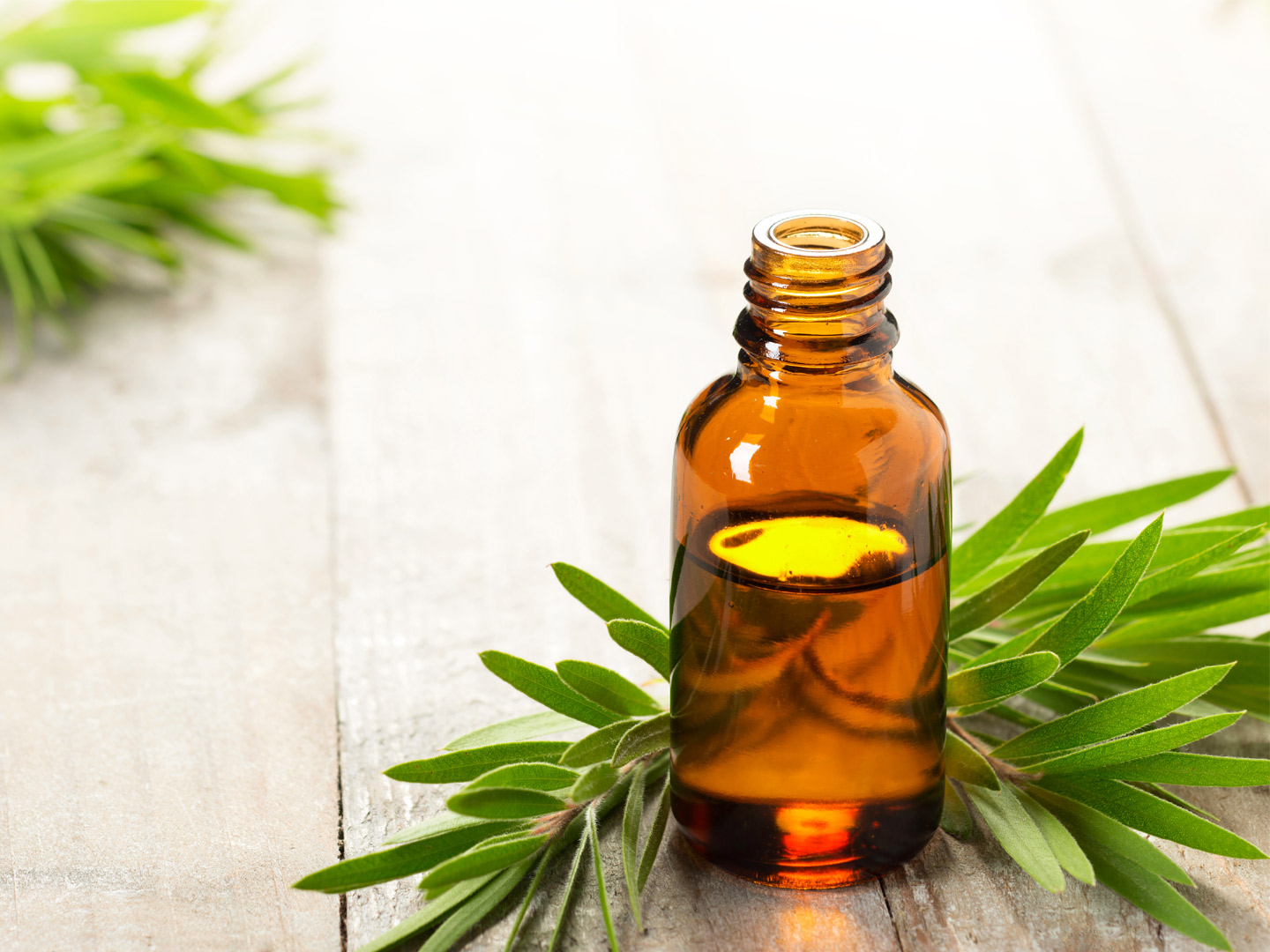 Do You Use Tea Tree Oil? Some Reasons You May Want To