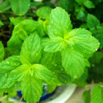 Find Out What You Are Missing Out On By Not Eating Mint