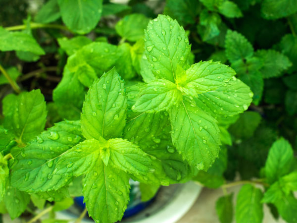 Find Out What You Are Missing Out On By Not Eating Mint