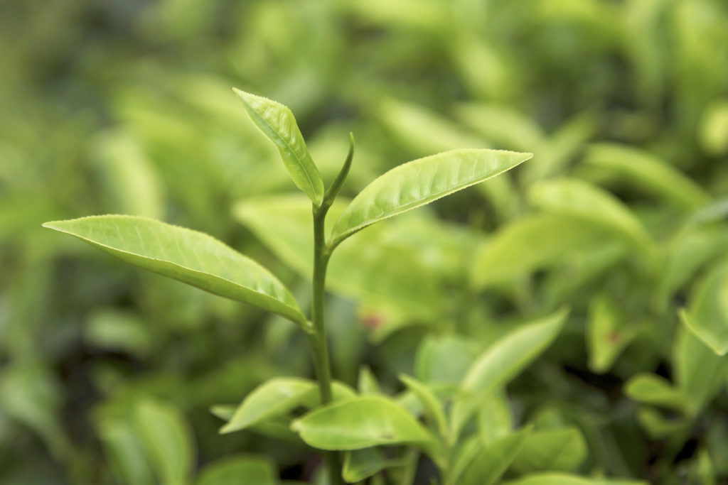 6 Reasons Green Tea Should Be On Your Grocery List - DrWeil.com