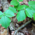 6 Ways To Treat Poison Ivy