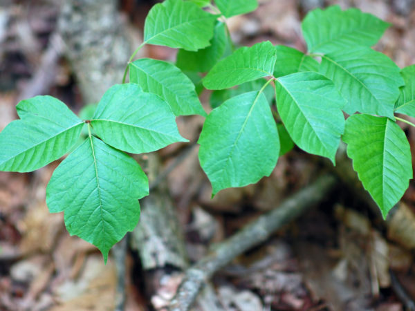6 Ways To Treat Poison Ivy