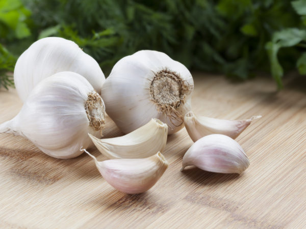 sprouted garlic antioxidant