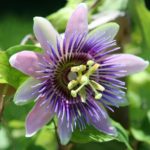 Feeling Stressed Out? Try Passionflower
