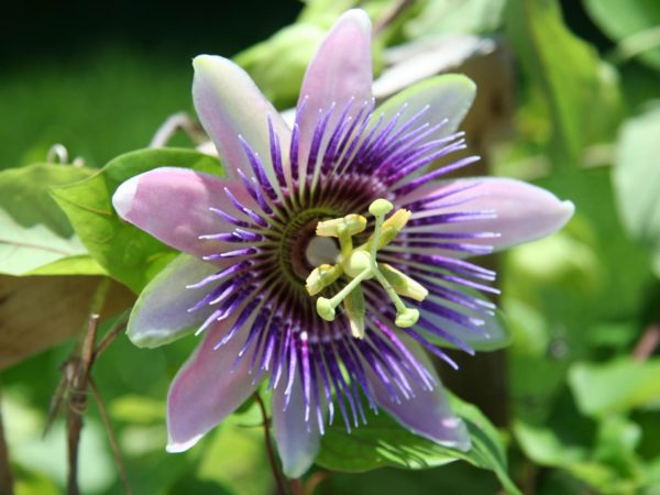 Feeling Stressed Out? Try Passionflower