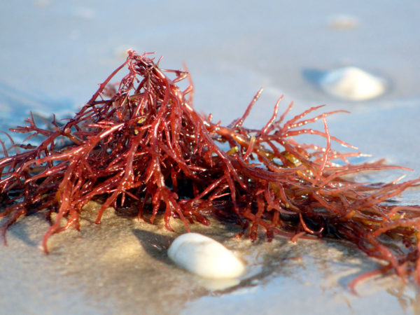 Is Carrageenan Unhealthy - And Are You Ingesting It?