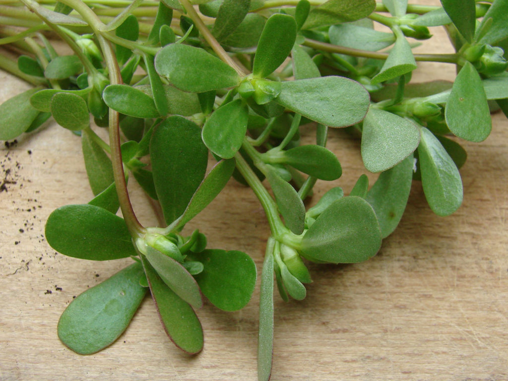 purslane benefits