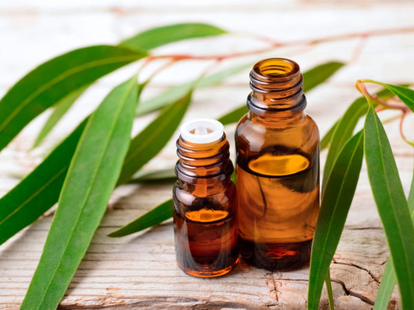 Eucalyptus Oil | Guide To Essential Oils | Andrew Weil, M.D