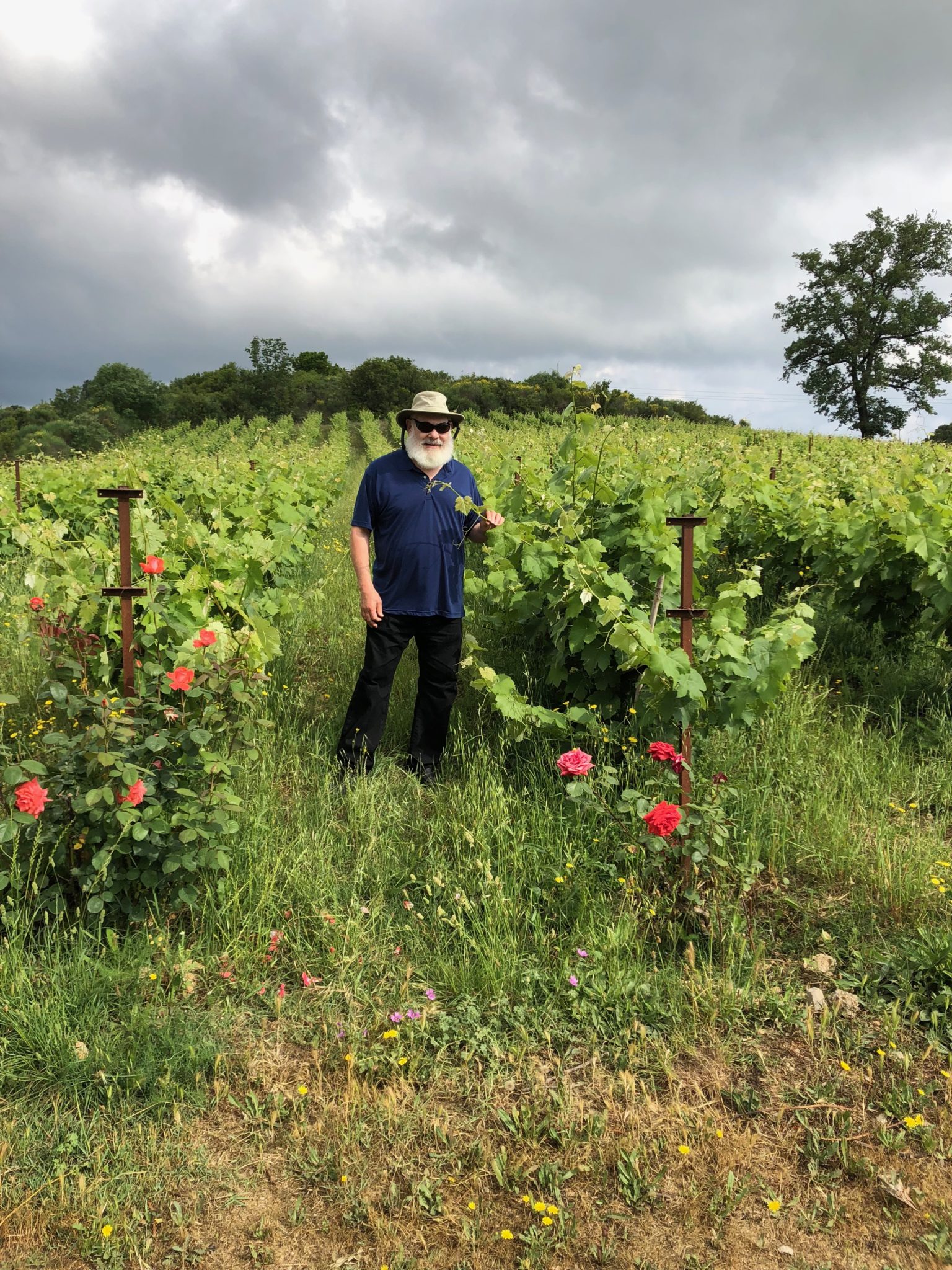 Vineyard in Corfu, Greece