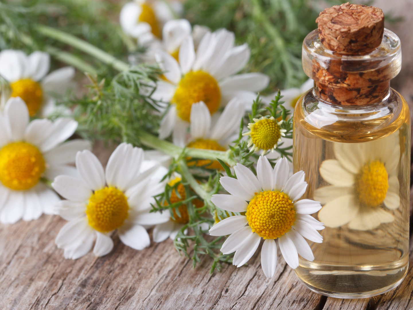 chamomile-oil-chamomile-essential-oils-andrew-weil-m-d
