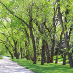 Green Spaces Does Your Heart Good | Weekly Bulletins | Andrew Weil M.D.