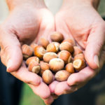 Hazelnuts For Midlife Health | Weekly Bulletins | Andrew Weil M.D.