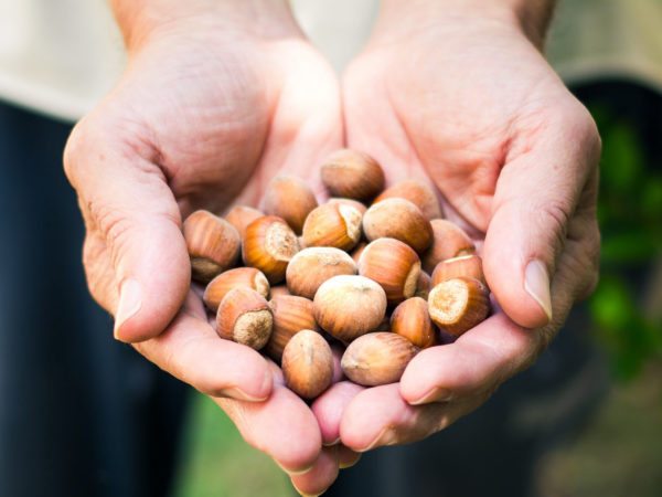 Hazelnuts For Midlife Health | Weekly Bulletins | Andrew Weil M.D.