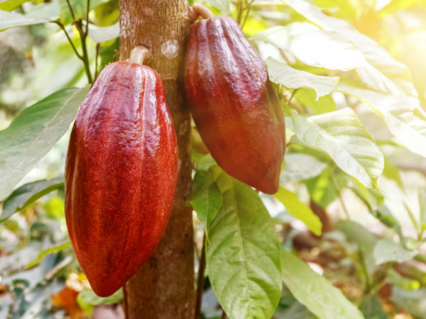 Chocolate: Its History & Your Health | Nutrition | Andrew Weil, M.D.