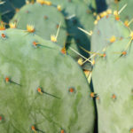 Dr. Low Dog Prepares Prickly Pear