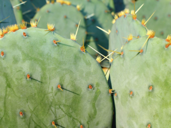 Dr. Low Dog Prepares Prickly Pear