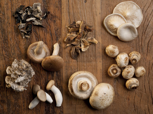 Mushrooms For Memory |Weekly Bulletins | Andrew Weil, M.D.