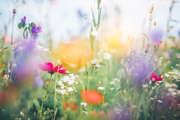The Legacies of Spring | Spontaneous Happiness | Andrew Weil, M.D.