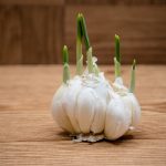 Does Sprouted Garlic Have More Antioxidant Potential?