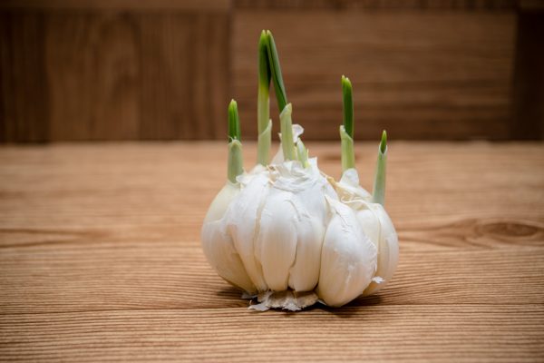 Does Sprouted Garlic Have More Antioxidant Potential?