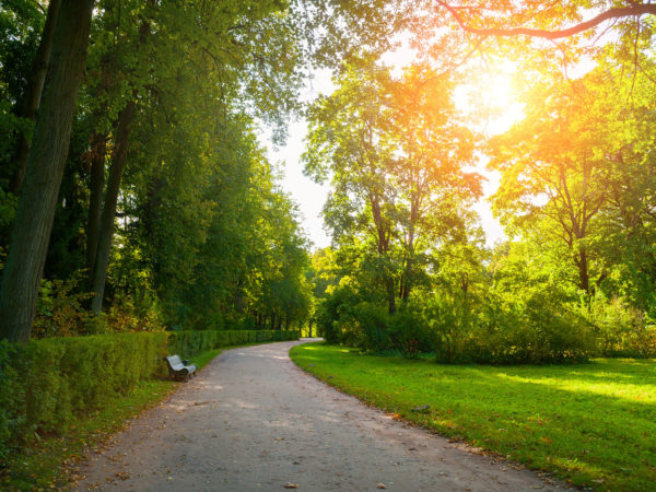 Trees Soothe The Spirit And Benefit Health | Weekly Bulletins | Andrew Weil, M.D.