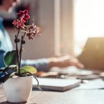 Plants To Counter Stress At Work | Weekly Bulletins | Andrew Weil, M.D.