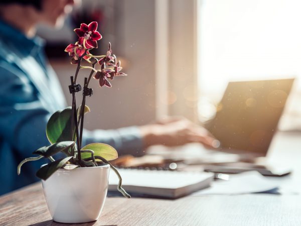 Plants To Counter Stress At Work | Weekly Bulletins | Andrew Weil, M.D.