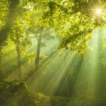The Lofty Legacy Of Trees | Spontaneous Happiness | Andrew Weil, M.D.
