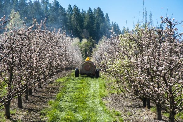 Do Insecticides Cause Heart Disease? | Heart | Andrew Weil, M.D.