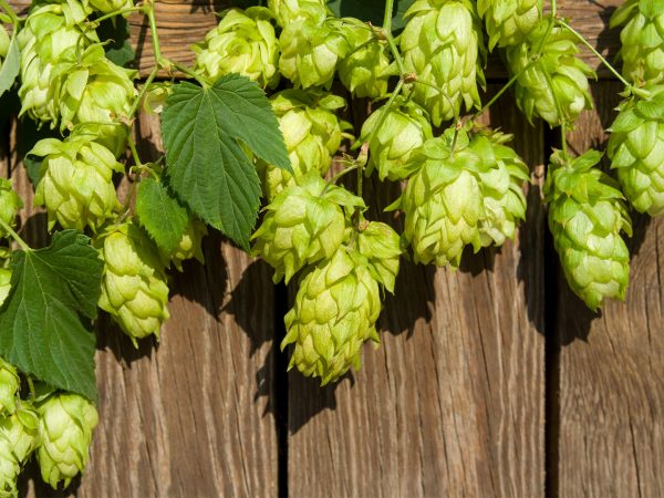 Hops For Hot Flashes | Weekly Bulletin | Andrew Weil, M.D.