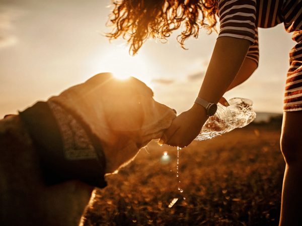 Summer Can Make Your Dog Sick | Weekly Bulletins | Andrew Weil, M.D.
