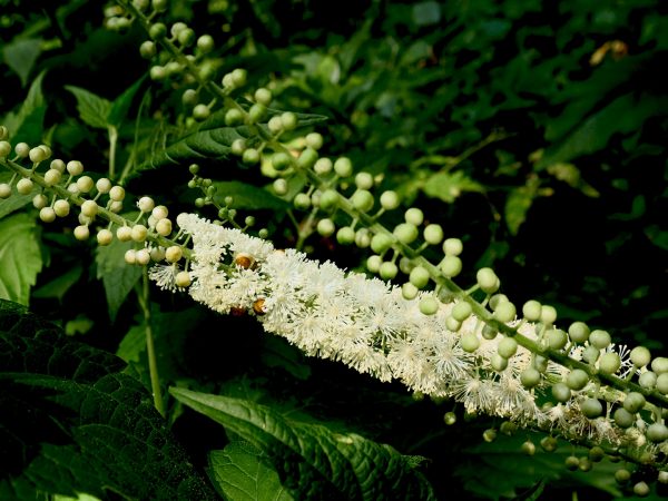 Black Cohosh &amp; Breast Cancer | Cancer, Women&#039;s Health | Andrew Weil, M.D.