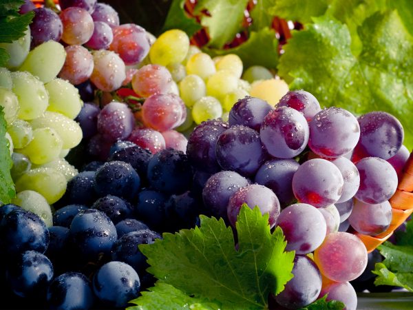 A Connection Between Grapes And Preventing Sunburn? Healthy Skin | Andrew Weil, M.D.