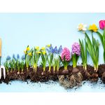Legacy For The Celebrations Of The Spring Season | Spontaneous Happiness | Andrew Weil, M.D.