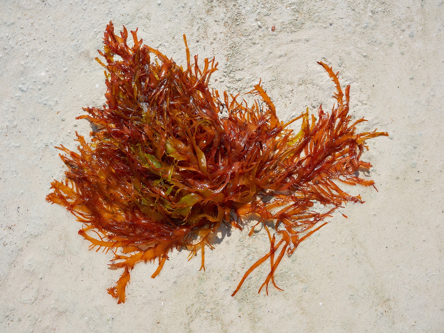 Advantages Of Red Algae? Healthy Living Andrew Weil, M.D.
