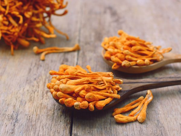 Can Cordyceps Strengthen Your Immune System? | Andrew Weil, M.D.