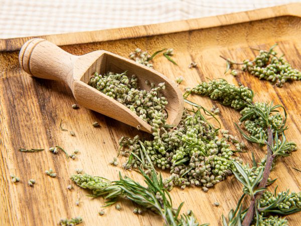 A Mug Of Mugwort Tea? | Women | Andrew Weil, M.D.