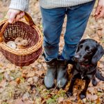 Are Mushrooms Safe For Dogs? | Pets &amp; Pet Care | Andrew Weil, M.D.