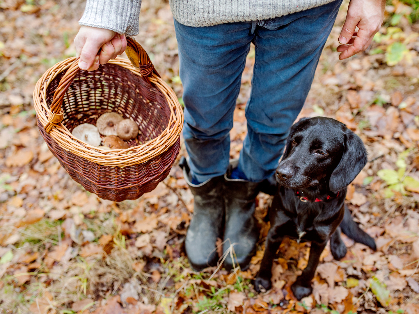 are store bought mushrooms poisonous to dogs