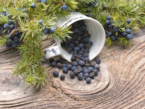 Juniper Berries For Health? | Nutrition | Andrew Weil, M.D.