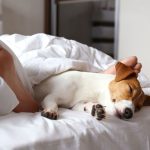Does Sleeping With Your Pet Have Any Health Benefits