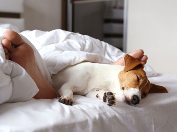 Does Sleeping With Your Pet Have Any Health Benefits