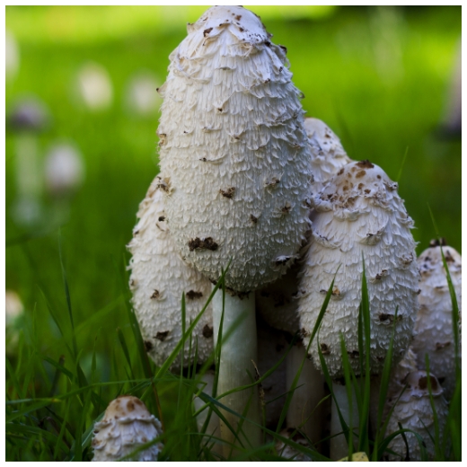 A shaggy inky cap or Coprinus comatus