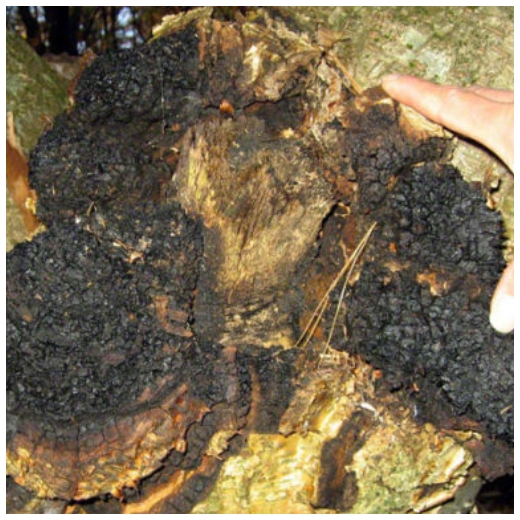 A chaga mushroom found on birch trees near Kripalu.