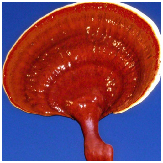 An incredible reishi, resembling the Star Trek Enterprise.